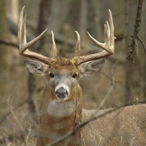 Meet your Posher, Dylan